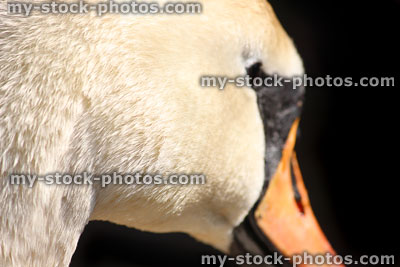 Stock image of mute swan head, face and eye, close up (Cygnus paloregonus)