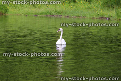 Stock image of swan swimming in a lake, with reflections in the ripples