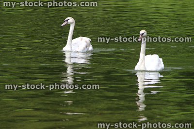 Stock image of pair of loving swans swimming together in perfect symmetry