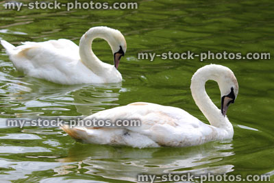 Stock image of pair of loving swans swimming and preening in perfect symmetry