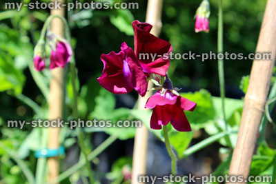 Stock image of pink / purple / burgundy sweet pea flowers in garden