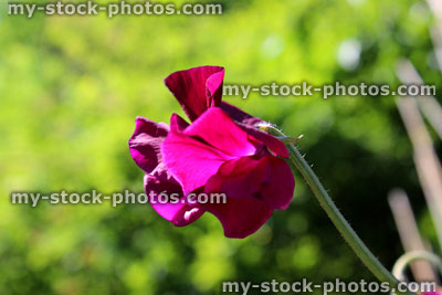 Stock image of pink / purple / burgundy sweet pea flower in garden