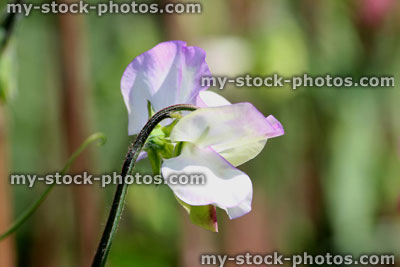 Stock image of white and lilac sweet pea flowers in garden