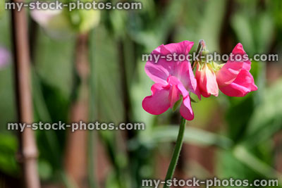 Stock image of bright pink sweet pea flower in garden, fragrant