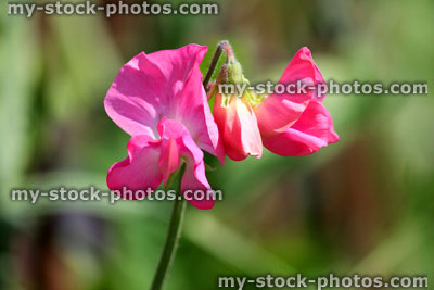 Stock image of bright pink sweet pea flower in garden, fragrant
