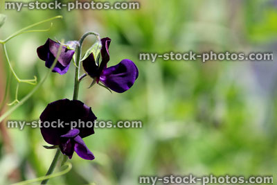 Stock image of dark purple sweet pea flowers in garden, fragrant