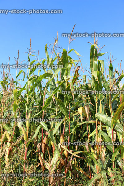 Stock image of agricultural farm growing corn on the cob, maize, sweetcorn crop in field, blue sky