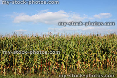 Stock image of agricultural farm growing corn on the cob, maize, sweetcorn crop in field, blue sky