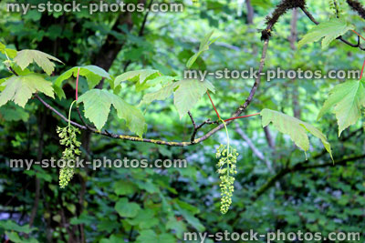 Stock image of sycamore flowers in the spring (acer pseudoplatanus)