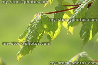 Stock image of green leaves of sycamore tree against blurred background