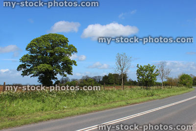 Stock image of specimen sycamore tree (acer pseudoplatanus) growing in field by road