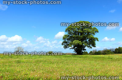 Stock image of beautiful sycamore tree growing in green field with blue sky