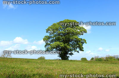 Stock image of specimen sycamore tree growing in green field with blue sky