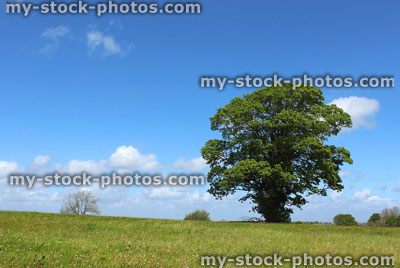 Stock image of sycamore tree (acer pseudoplatanus) growing in field with blue sky