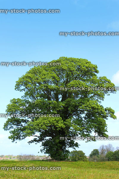 Stock image of sycamore tree (acer pseudoplatanus) growing in field with blue sky