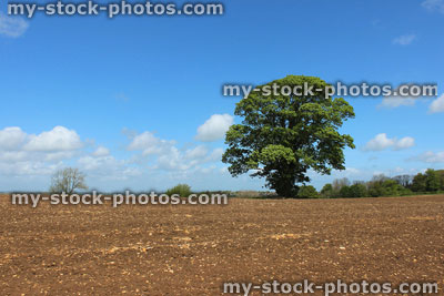 Stock image of sycamore tree (acer pseudoplatanus) growing in ploughed field on farm