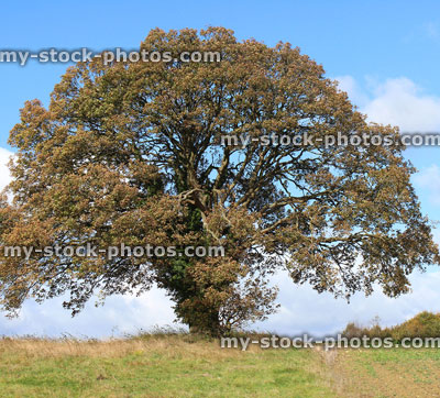 Stock image of large sycamore tree in countryside field, autumn leaves / fall colours