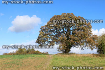 Stock image of large sycamore tree in countryside field, autumn leaves / fall colours
