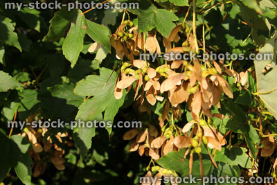 Stock image of sycamore tree seeds / helicopters / samaras / maple keys (Acer Pseudoplatanus)