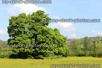 Stock image of large sycamore tree growing in green field with blue sky