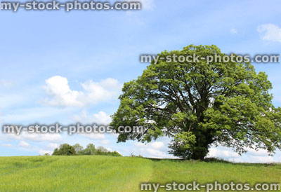 Stock image of large sycamore tree growing in green field, summer blue sky
