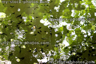 Stock image of green pond with tadpoles visible in reflections