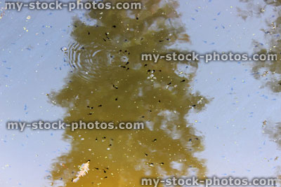 Stock image of natural pond with tadpoles visible in tree reflection
