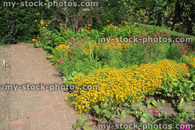 Stock image of ornamental vegetable garden / kitchen garden with carrots, beetroot, companion planting
