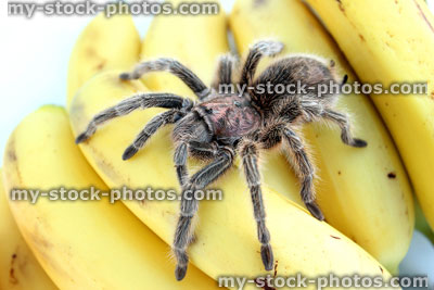 Stock image of tropical tarantula spider crawling over bananas / fruit<br />
