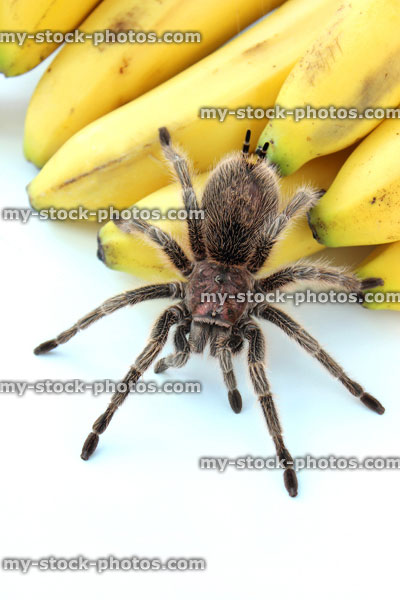 Stock image of tropical tarantula spider crawling over bananas / fruit