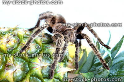 Stock image of tropical tarantula spider crawling over pineapple fruit