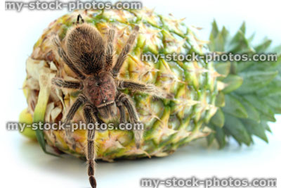 Stock image of tropical tarantula spider crawling over pineapple fruit