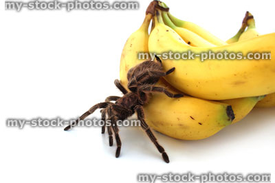 Stock image of tropical tarantula spider crawling over bananas / fruit