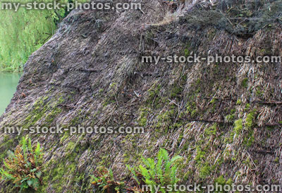 Stock image of old decaying thatched roof in need of repair