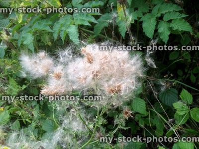 Stock image of fluffy thistle seeds, garden weed, thistledown, prickly leaves