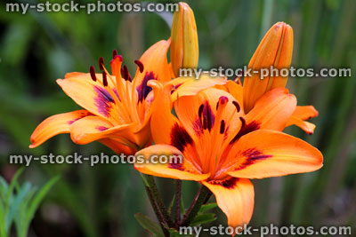 Stock image of bright orange tiger lily flowers in summer garden