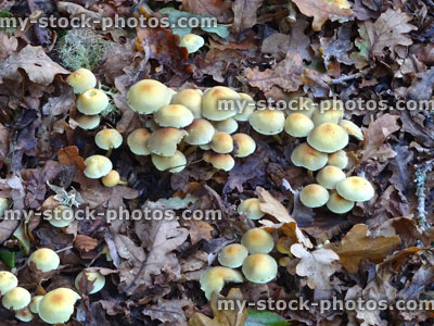 Stock image of mushrooms / fungus / yellow toadstools growing on woodland floor, leaf litter / bark mulch