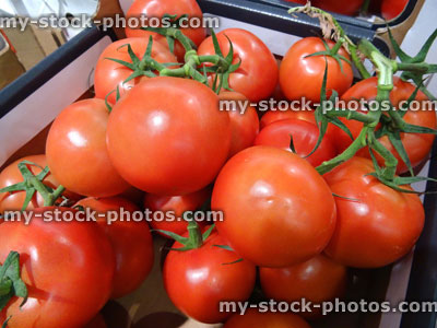 Stock image of crate of fresh organic red tomatoes in supermarket / fruit shop