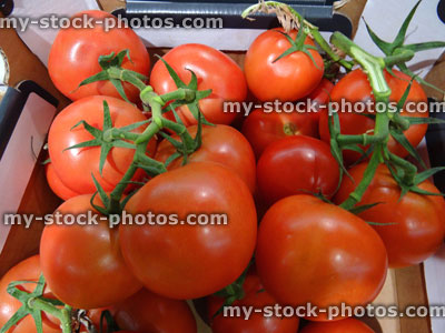 Stock image of crate of fresh organic red tomatoes in supermarket / fruit shop