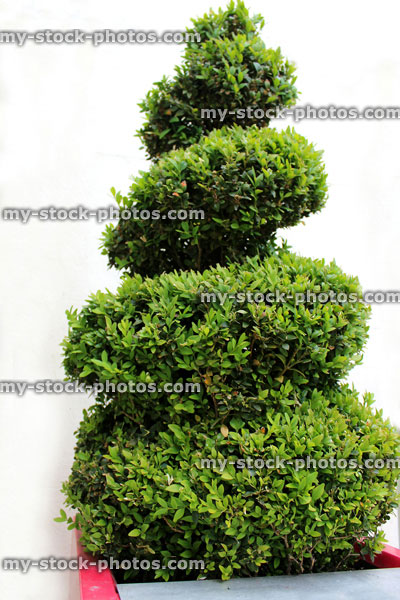 Stock image of clipped spiral topiary box / boxwood plant (buxus sempervirens)