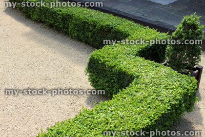 Stock image of an ornate knot garden with clipped buxus hedging