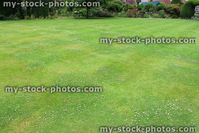 Stock image of neat mown lawn, fine green grass, mowed / clipped