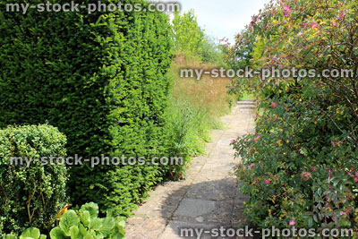 Stock image of yew tree hedge, rose bush, ornamental grass, paved pathway