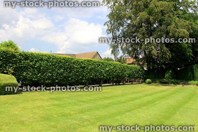 Stock image of green garden lawn with stripes, lime tree hedge