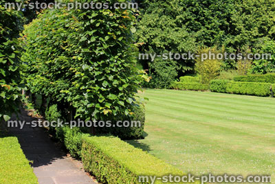 Stock image of green garden lawn with stripes, lime tree hedge<br />
