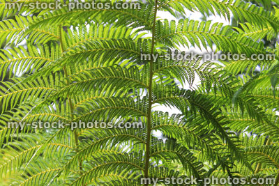 Stock image of tree fern / treefern growing in bog garden (dicksonia antarctica)