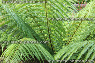 Stock image of tree fern / treefern growing in bog garden (dicksonia antarctica)