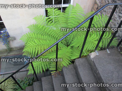 Stock image of tree fern / treefern growing in pot (dicksonia antarctica)