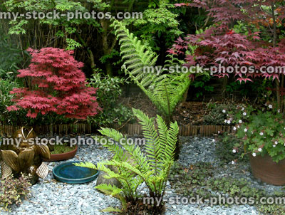 Stock image of Tree Fern (Dicksonia) and Japanese maple