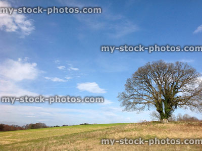 Stock image of springtime field landscape with lone sycamore tree
